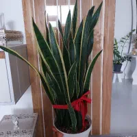 گل سانسوریا شمشیری