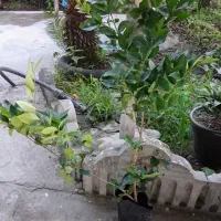 گل یاس هلندی