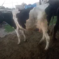 گاو هلشتاین شکم اول