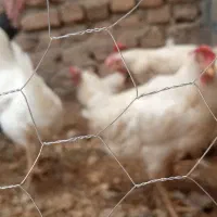 چهار عددمرغ سفید تخم گزار