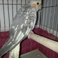 طوطی عروس ماده .بالغ .دستی