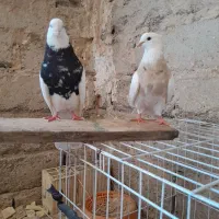 جفت طوقی