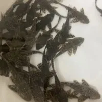 لجن خوار