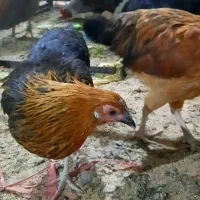 ۲ عدد نوچه مرغ رسمی نزدیک به تخم گذاری