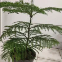 گل طبیعی|گل و گیاه طبیعی|بیرجند, |دیوار