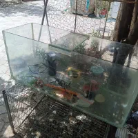 اکواریوم