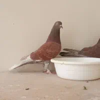 کفتر|پرنده|ماهدشت, |دیوار