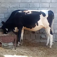 گاو