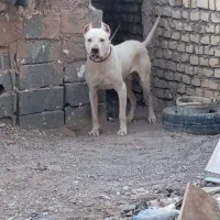 سگ داگو نر و ماده اصیل