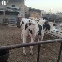 گوساله چاق