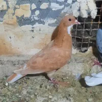 کبوتر ماده زرد رسمی|پرنده|کرمان, |دیوار
