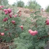 ریشه گیاه کهورک( یا به زبان کردی بلاوریو)