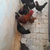 باسلام فروش ۱۷مرغ با یکی خروس