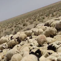 ۸۰ تا بره ۳۰ تا ۳۵کیلو