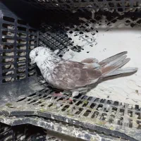 کبوتر پرشی