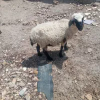 سالم و سر حال هم برای کشتن و هم برای نگهدارا