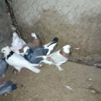 کبوتر