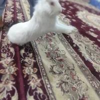 خرگوش|موش و خرگوش|زاهدان, |دیوار