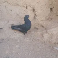کبوتر