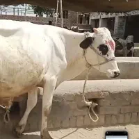 گاو ،گوساله