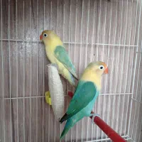 جفت مولدجوجه نروماده کوتوله گرینچیک عروس طوطی|پرنده|مشهد, کشف|دیوار