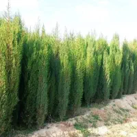 سرو ناز شیراز قیمت عمده