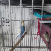 مرغ عشق با تخم