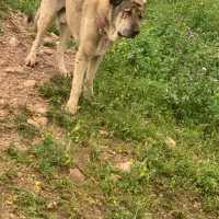 سگ پژدر