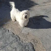 سگ شیتزو اصیل