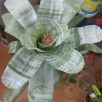 فروش گل ایکمیا