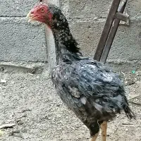 مرغ لاری