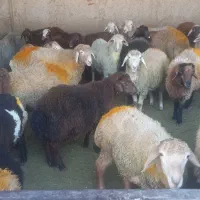 گوسفند زنده افشار