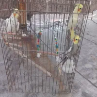 عروس نر وماده همراه یک عدد جوجه