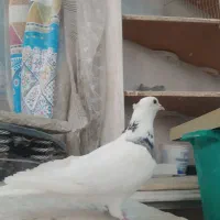 طوقی .فروشی