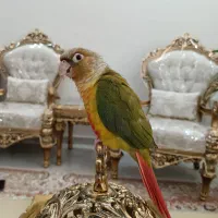 طوطی