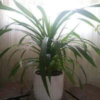 گل پاندانوس (برگ خنجری)