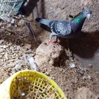 کفتر|پرنده|تربت جام, معدآباد|دیوار