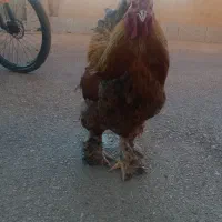 خروس