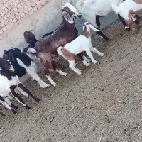 بز بزغاله پاکستانی