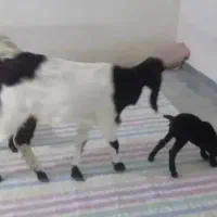 بز و دو تا بچه‌اش