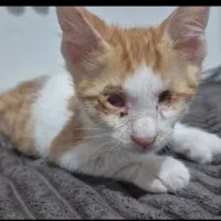 گربه|گربه|بوشهر, |دیوار