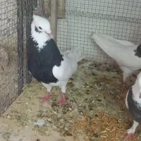 کبوتر طوقی