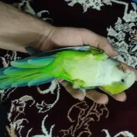 طوطی راهب بالغ دستی سخنگو پسته ای همراه قفس لوازم