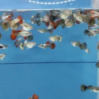 گوپی آنجل کالر زبرا لجن خوار فایتر|ماهی|قزوین, |دیوار