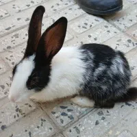 خرگوش|موش و خرگوش|نهاوند, |دیوار