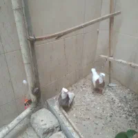 کبوترطوقی
