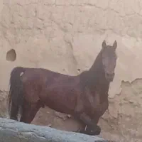 اسب|اسب و تجهیزات اسبسواری|نیشابور, هفده شهریور|دیوار