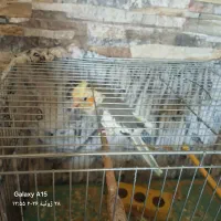 عروس هلندی ۴ماه