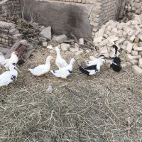 اردک