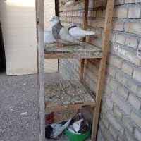 دو جفت کبوتر